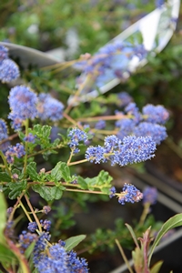 Ceanothus Blue Sapphire